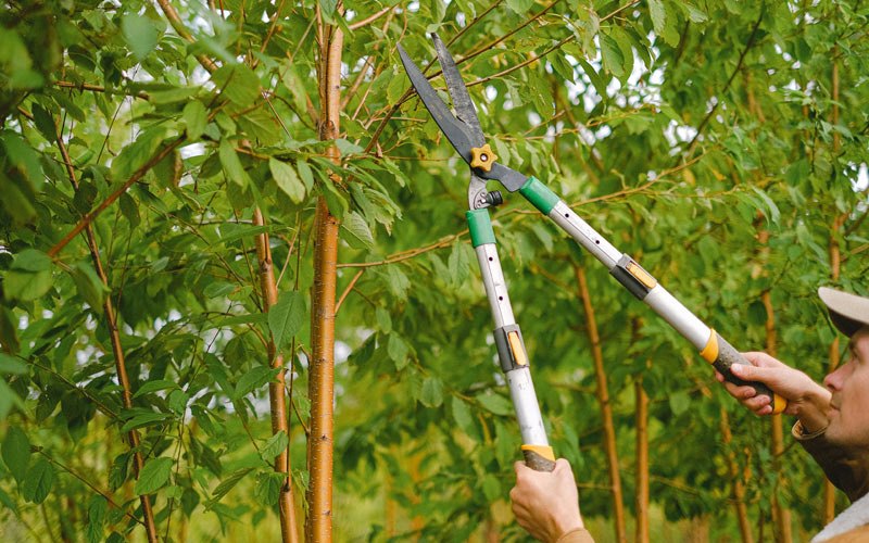 Tree trimming in East Millsboro, PA